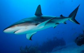 MediaEarth - Bahamas 2017 - DSC02439_rc - Caribbean reef shark - Requin gris des caraibes - Carcharhinus perezi